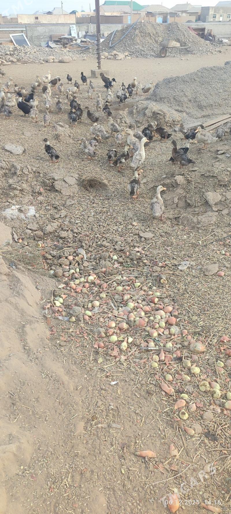 gak gak gaz - Кака - img 3