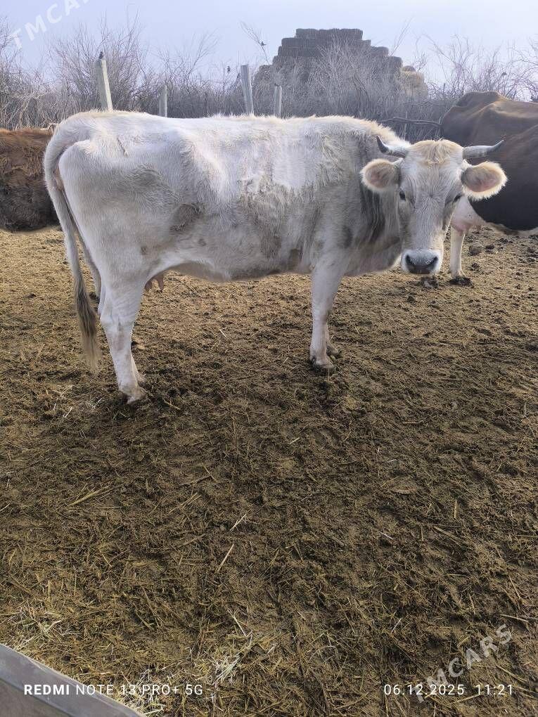 sygyr - Bäherden - img 2