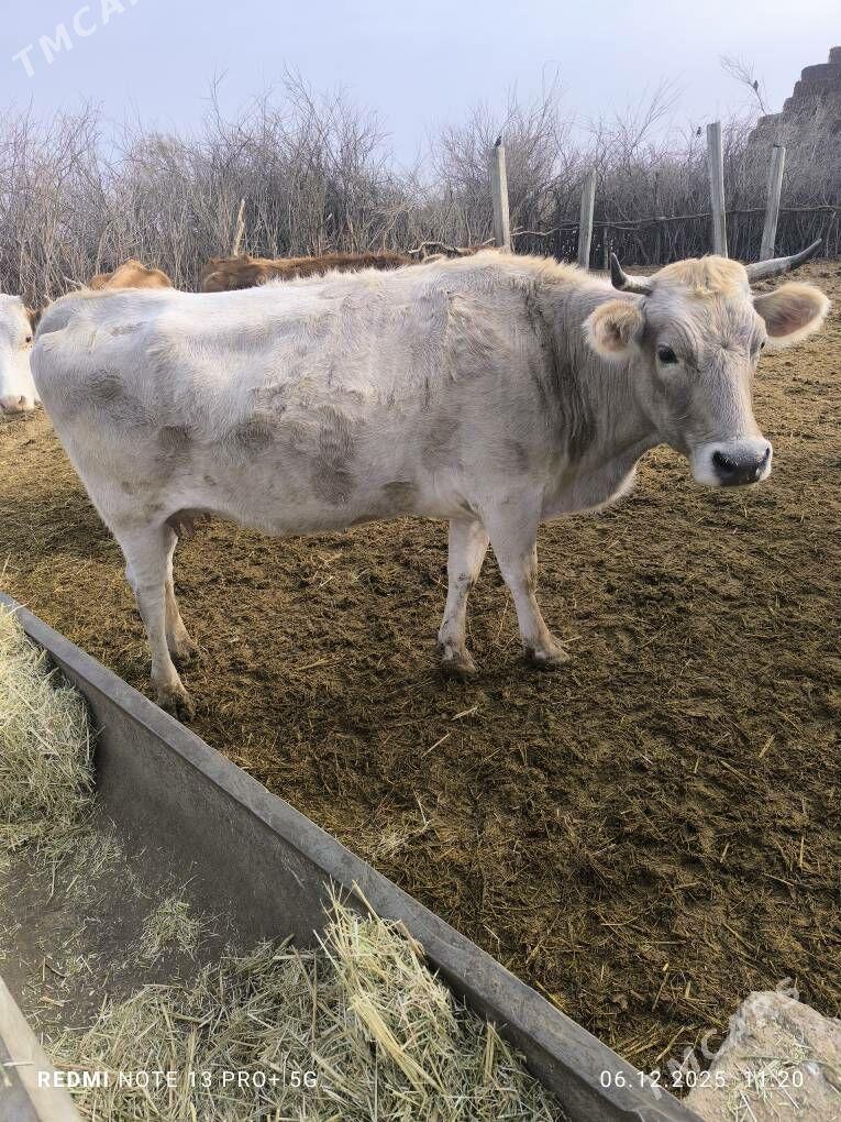 sygyr - Bäherden - img 3