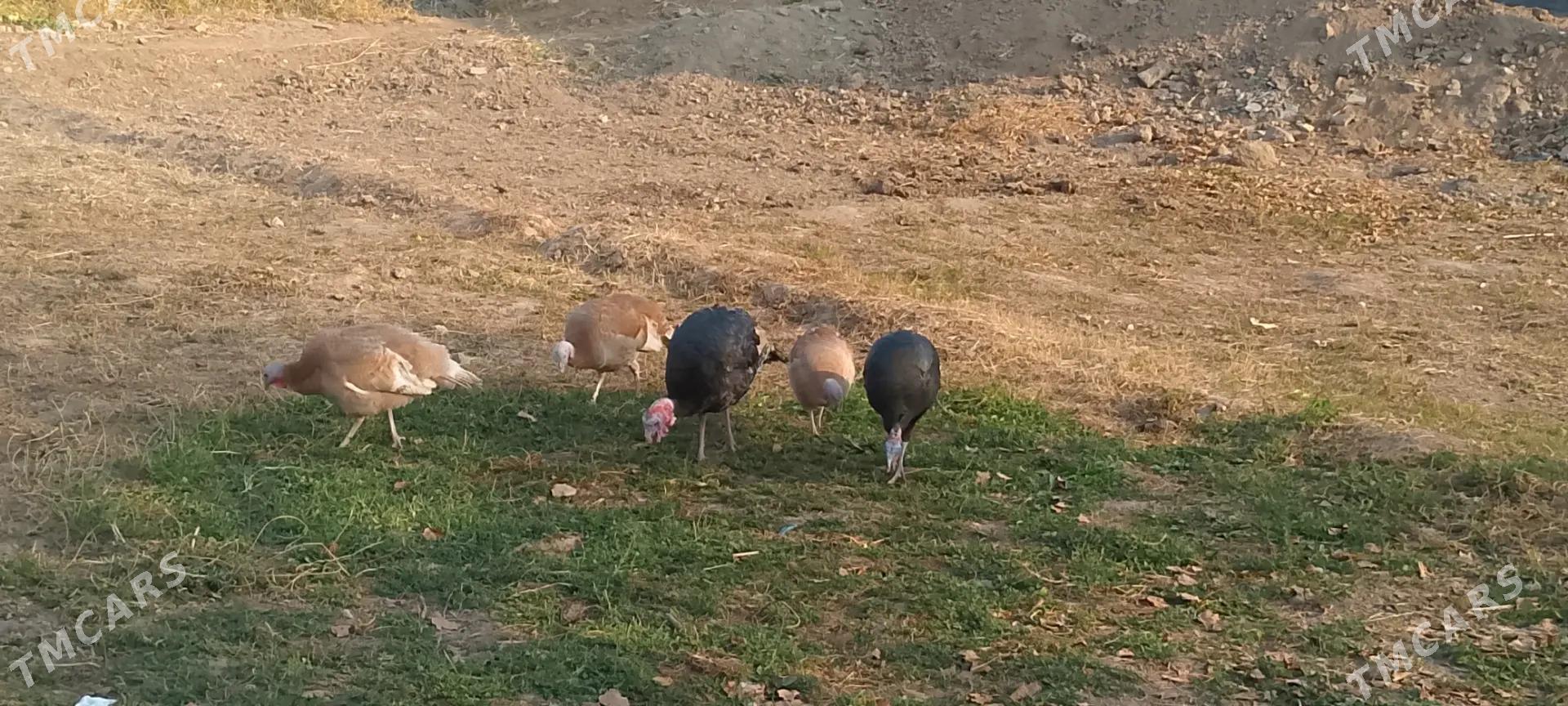 induk - Сакарчага - img 3