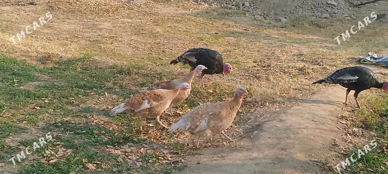 induk - Сакарчага - img 4