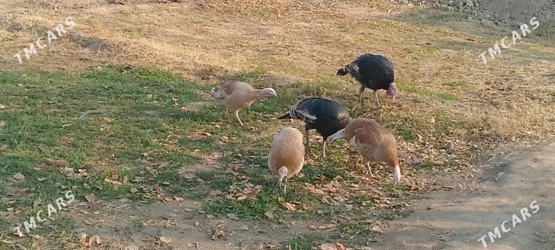 induk - Сакарчага - img 2