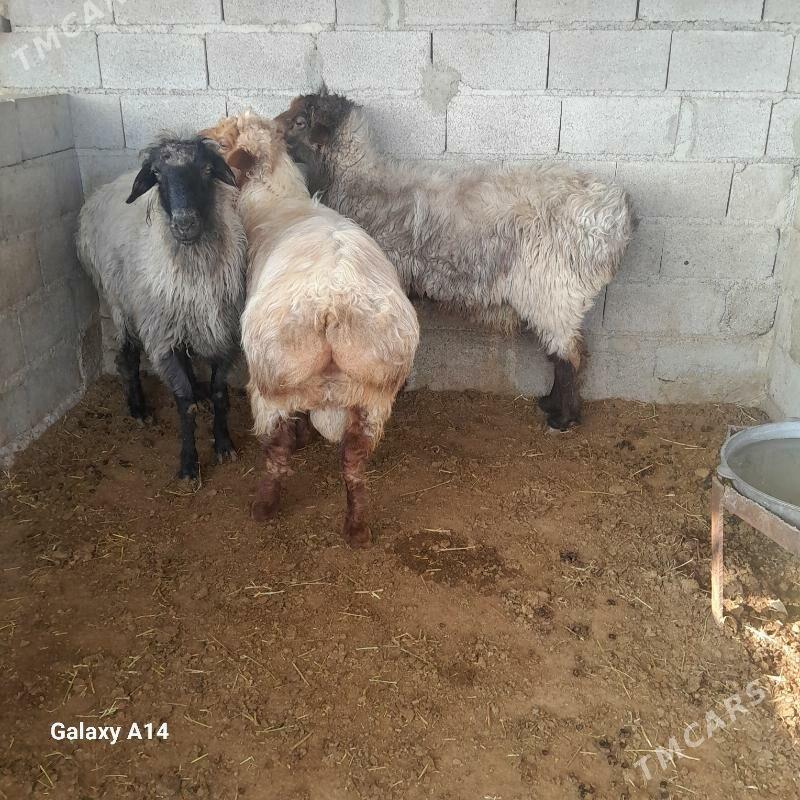 goç - Бахарден - img 6