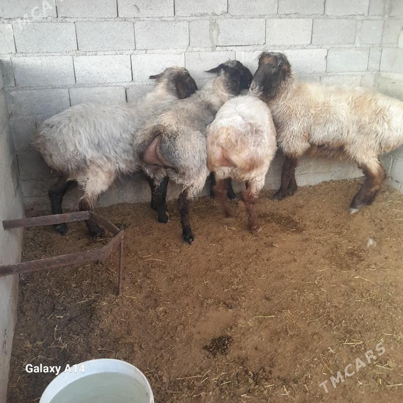 goç - Бахарден - img 4