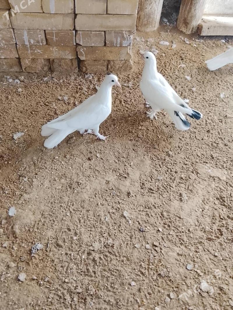 Kepderi - Мары - img 3