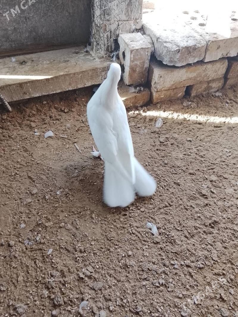 Kepderi - Мары - img 4