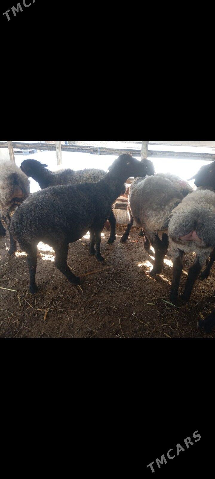 garakol goyun - Ашхабад - img 1