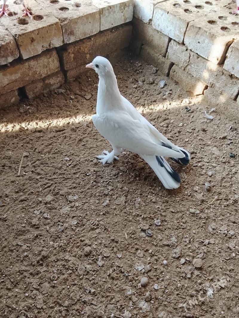 Kepderi - Мары - img 2