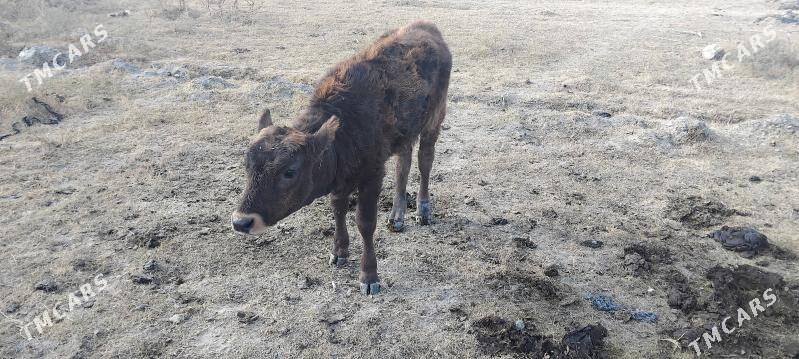 tuwe - Бахарден - img 1