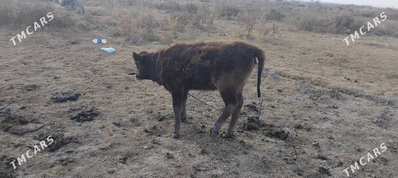 tuwe - Бахарден - img 2