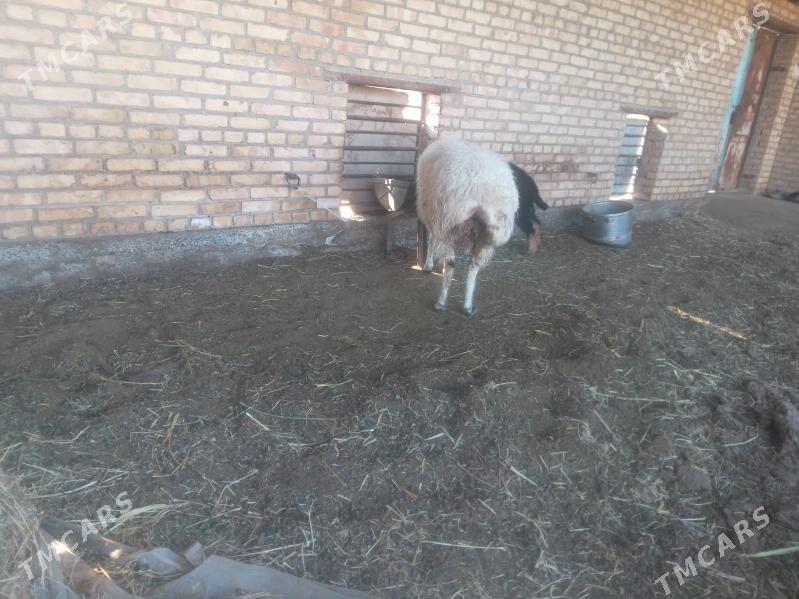 gocgar - Чарджоу - img 3