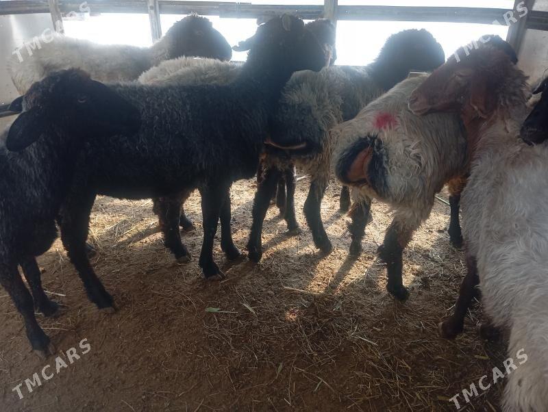 garakol goyun - Ашхабад - img 3