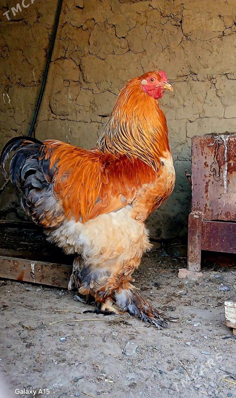 brama Horaz - Bäherden - img 2