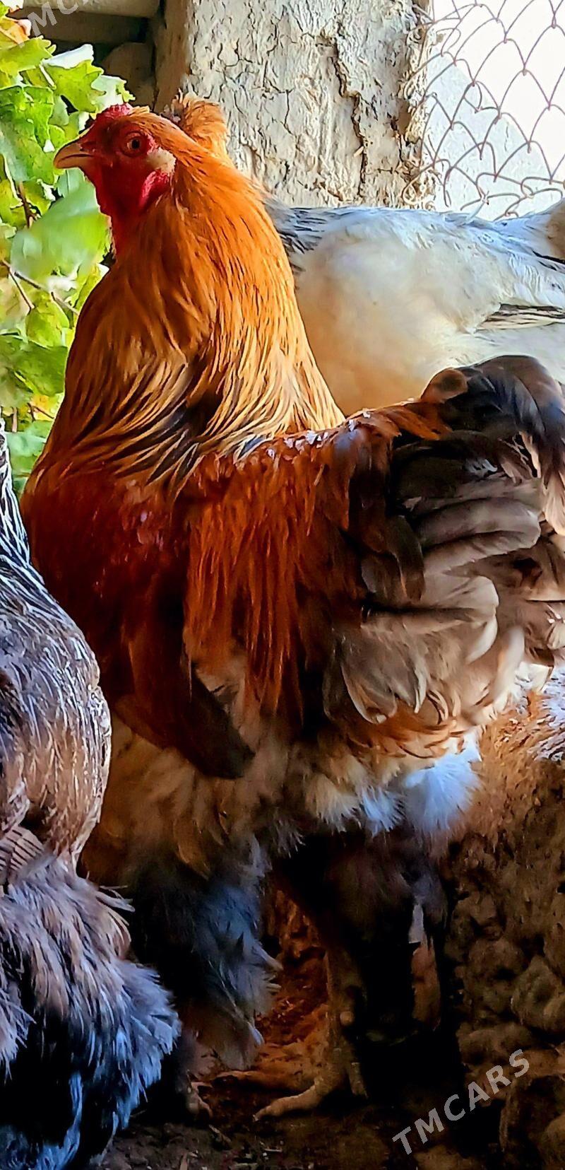 brama Horaz - Bäherden - img 3