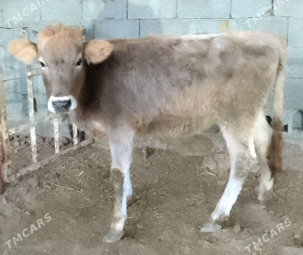 tuwe - Гёкдепе - img 3