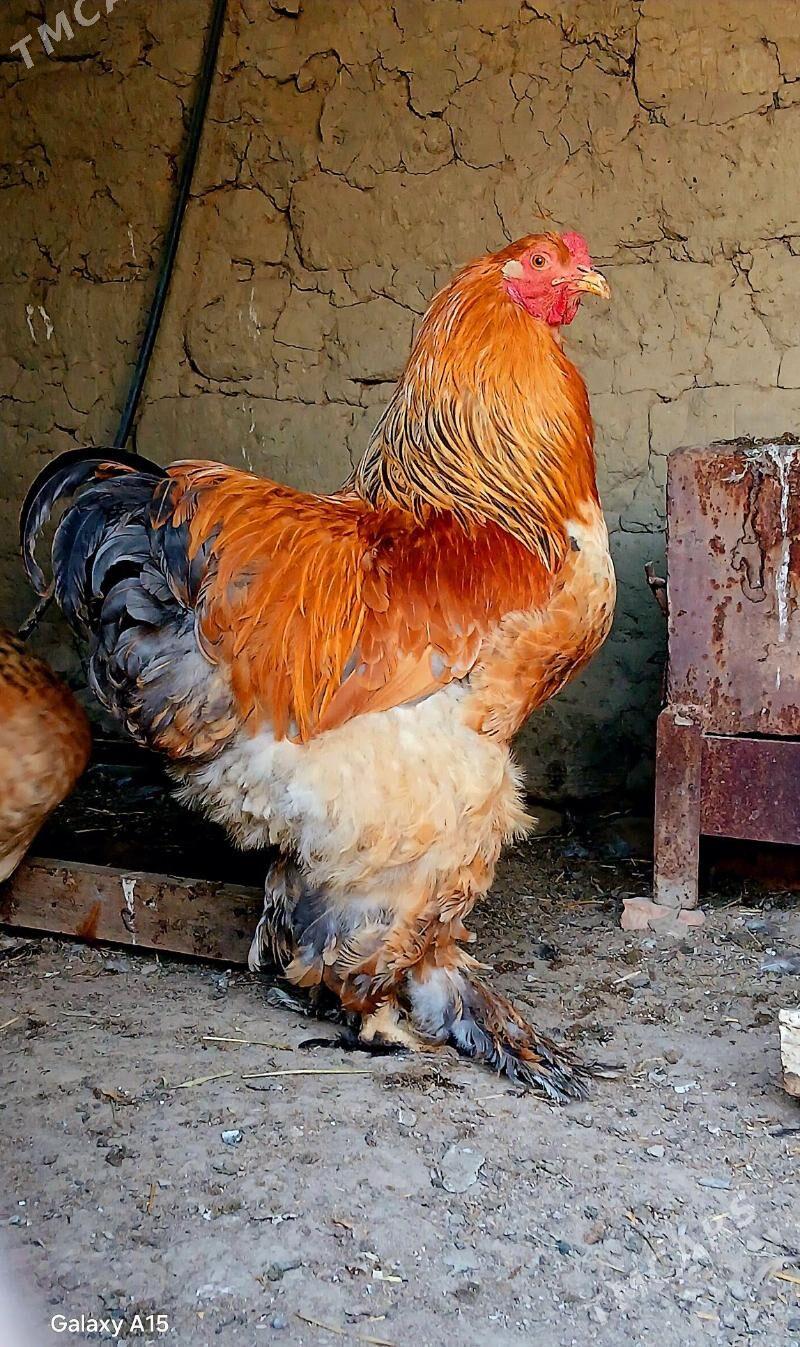 brama Horaz - Bäherden - img 1