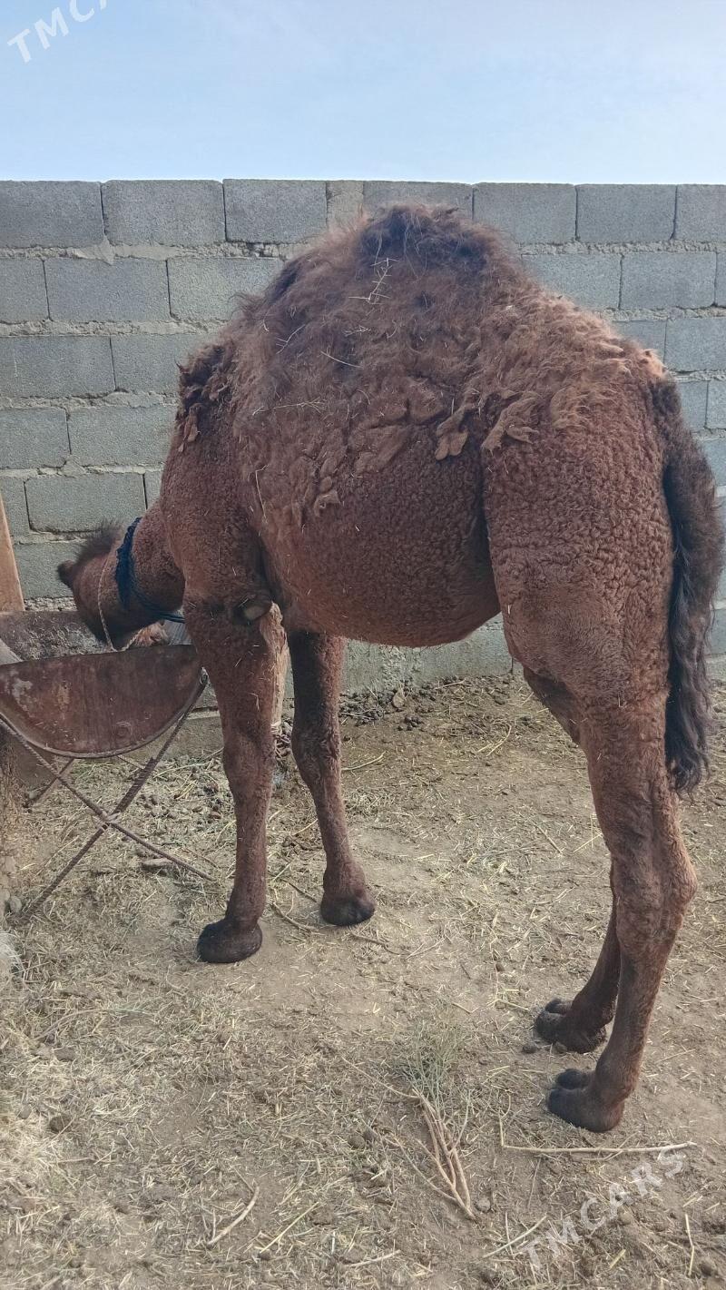 semiz ogşuk - Bäherden - img 2