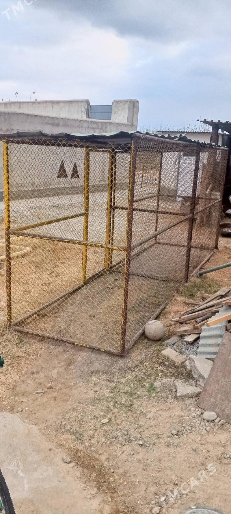 ketek - Гарадамак Шор - img 4