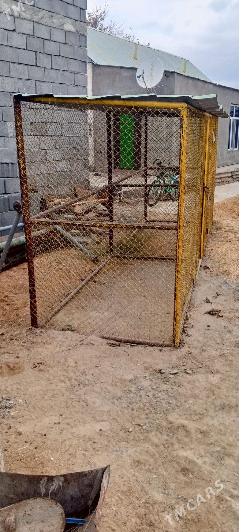 ketek - Гарадамак Шор - img 3