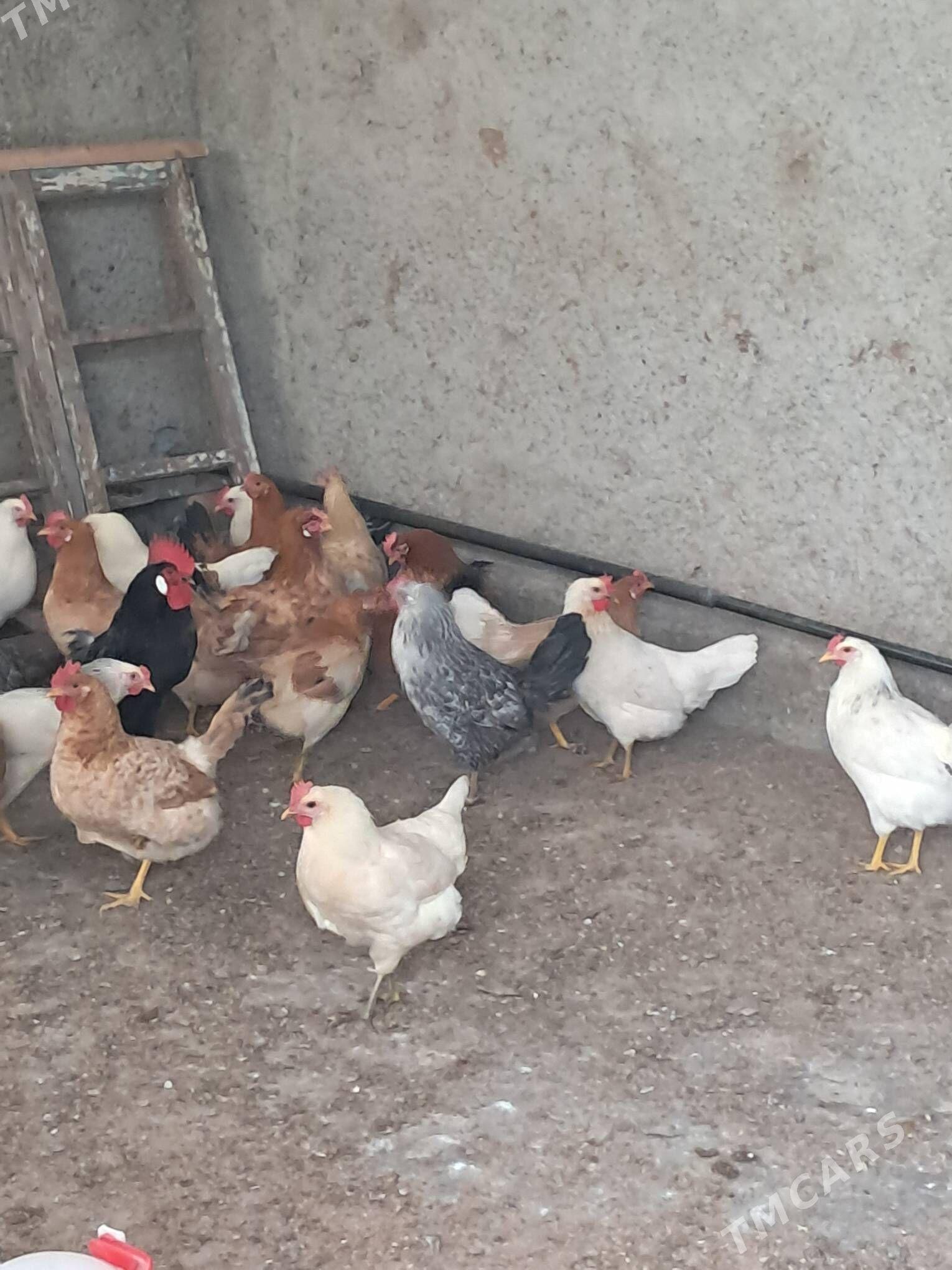 towuk - Gökdepe - img 1