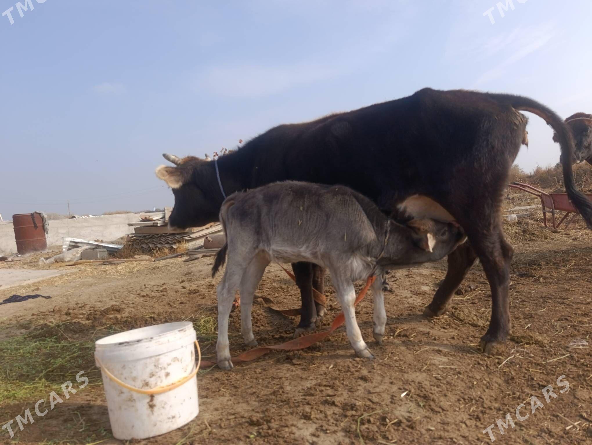 Goleli Sygyr - Гёкдепе - img 3