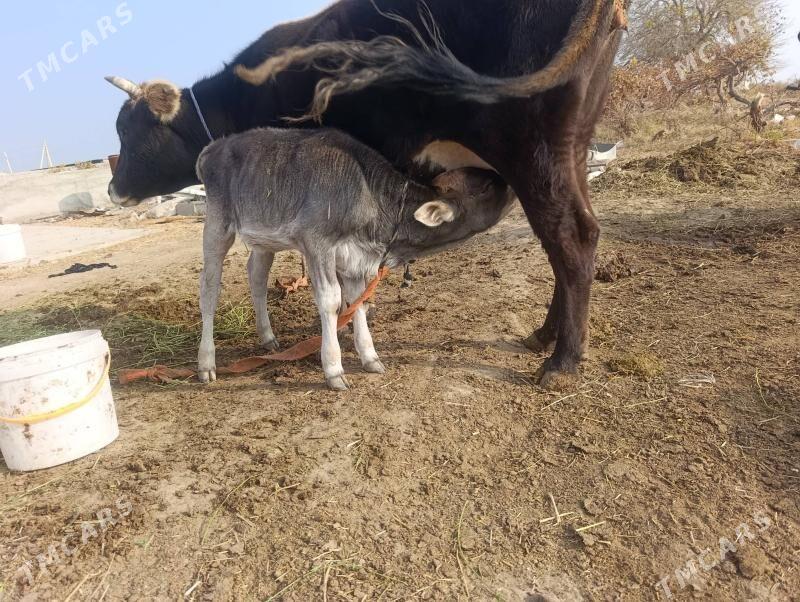 Goleli Sygyr - Гёкдепе - img 2