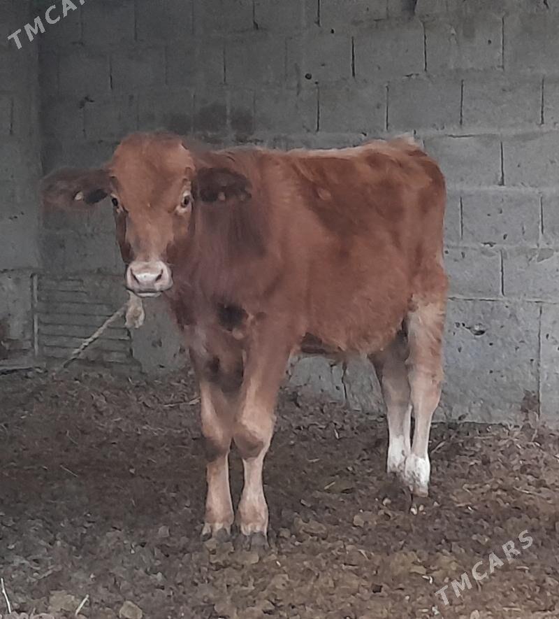 göleli sygyr - Gökdepe - img 1