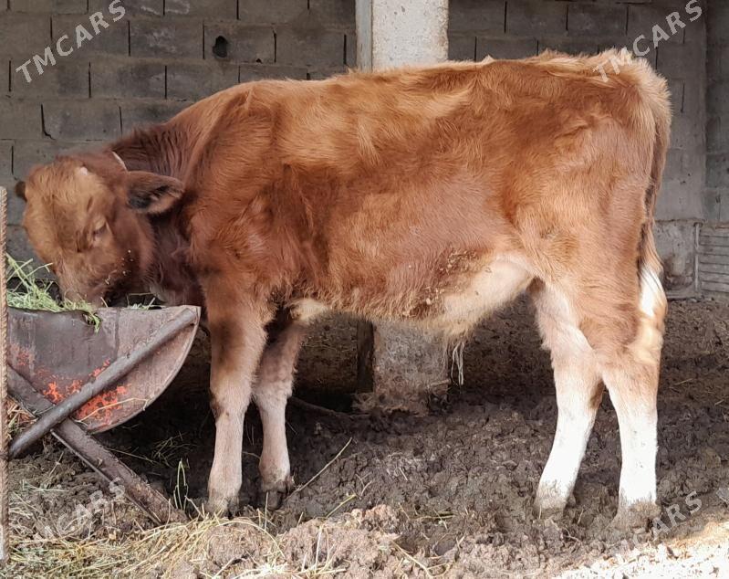 göleli sygyr - Gökdepe - img 2