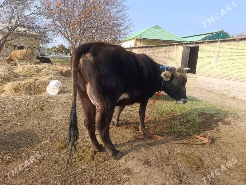 Goleli Sygyr - Гёкдепе - img 6