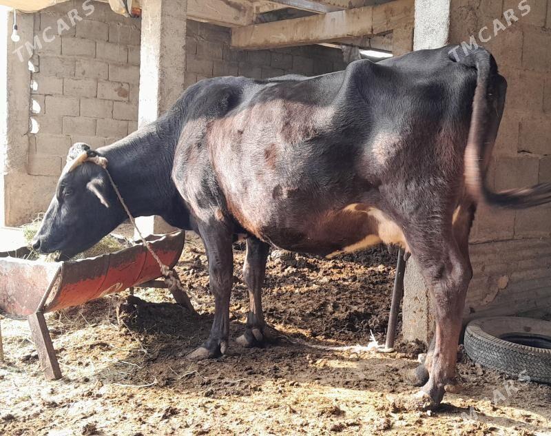 göleli sygyr - Gökdepe - img 5