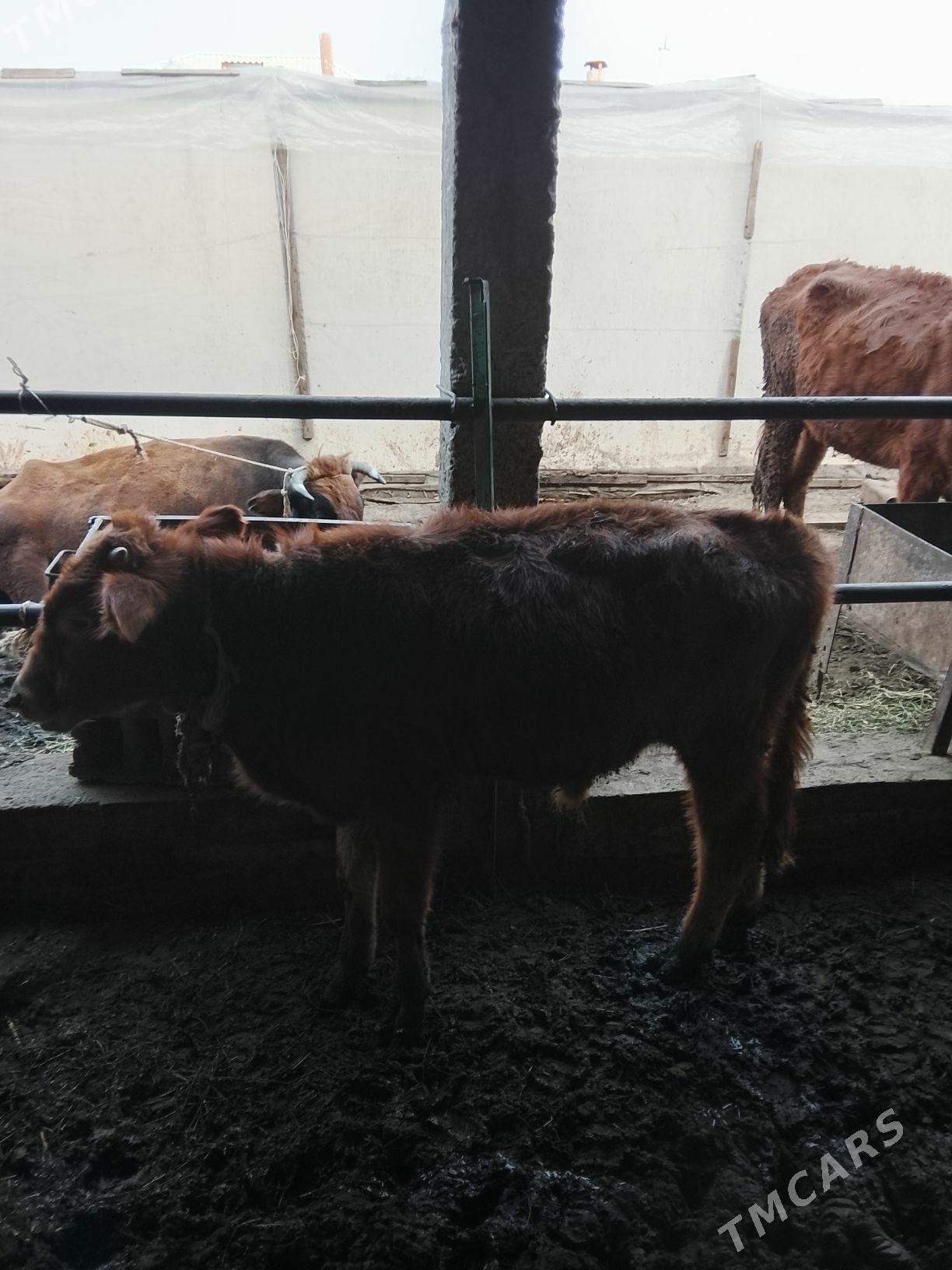 okuz - Ýalkym - img 1