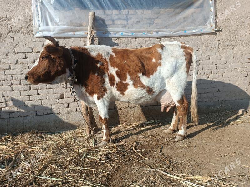 goleli sygyr - Gubadag - img 1