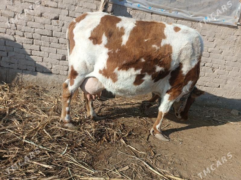 goleli sygyr - Gubadag - img 3