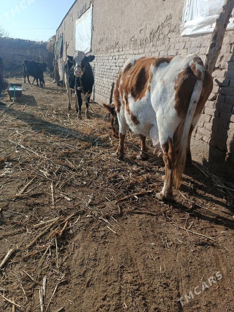 goleli sygyr - Gubadag - img 4