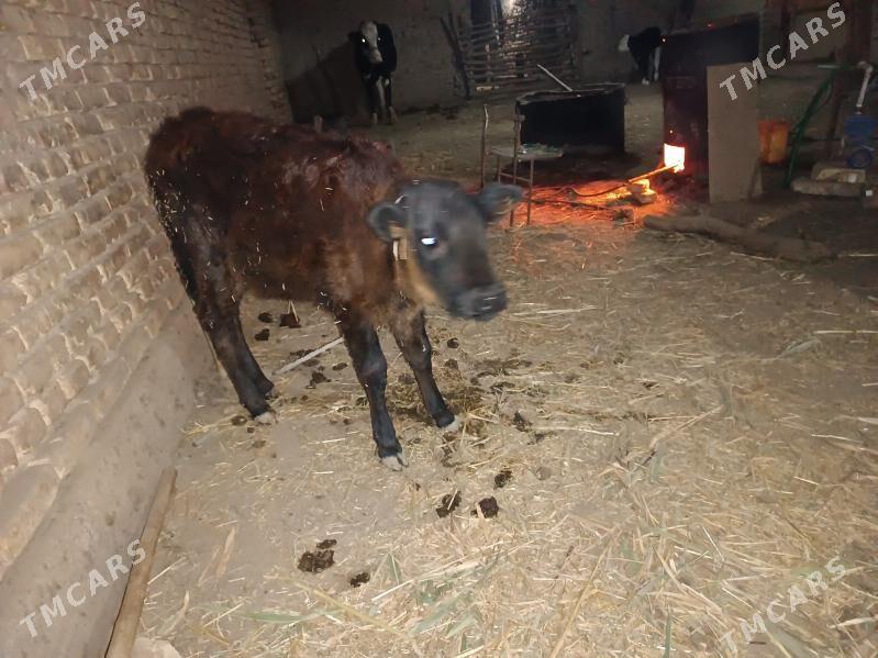 goleli sygyr - Gubadag - img 6