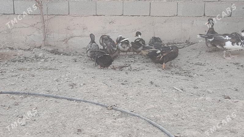 ordek - Gökdepe - img 2