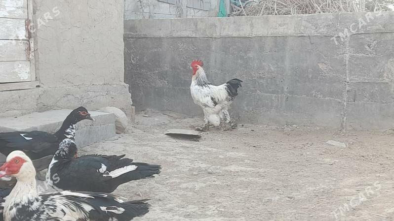 horaz - Gökdepe - img 2