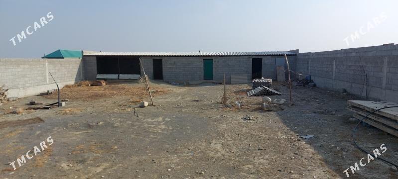 Satlyk jay - Bäherden - img 5