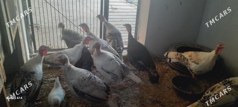 induk - Türkmenabat - img 1