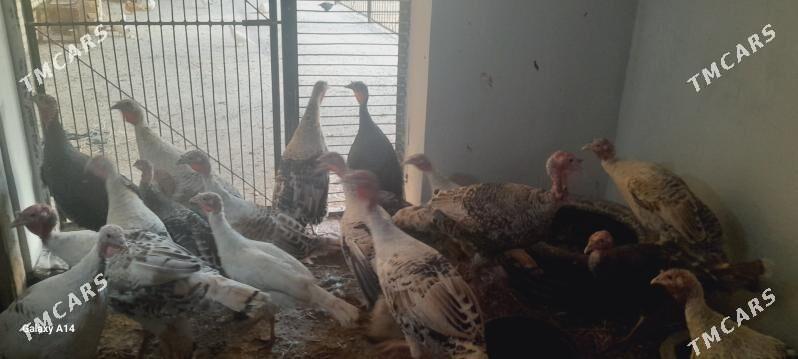 induk - Türkmenabat - img 3