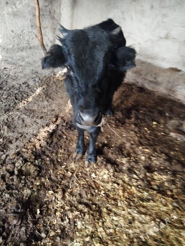 Õkuz - Änew - img 3