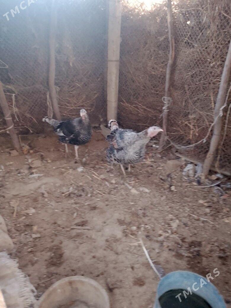 induk - Bäherden - img 4