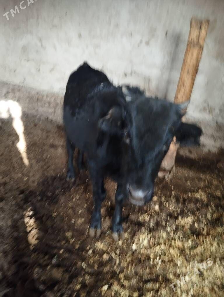 Õkuz - Änew - img 2