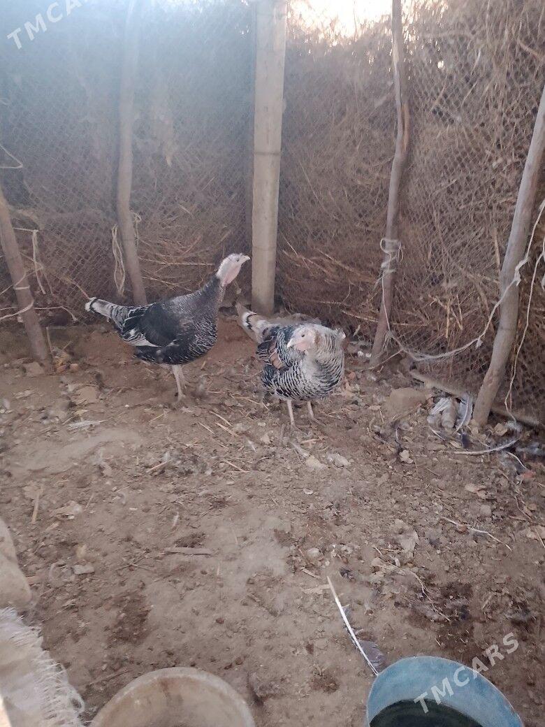 induk - Bäherden - img 3