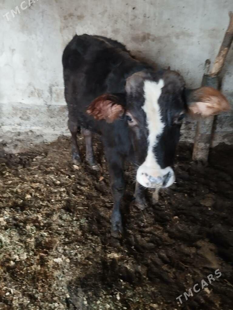 Õkuz - Änew - img 4