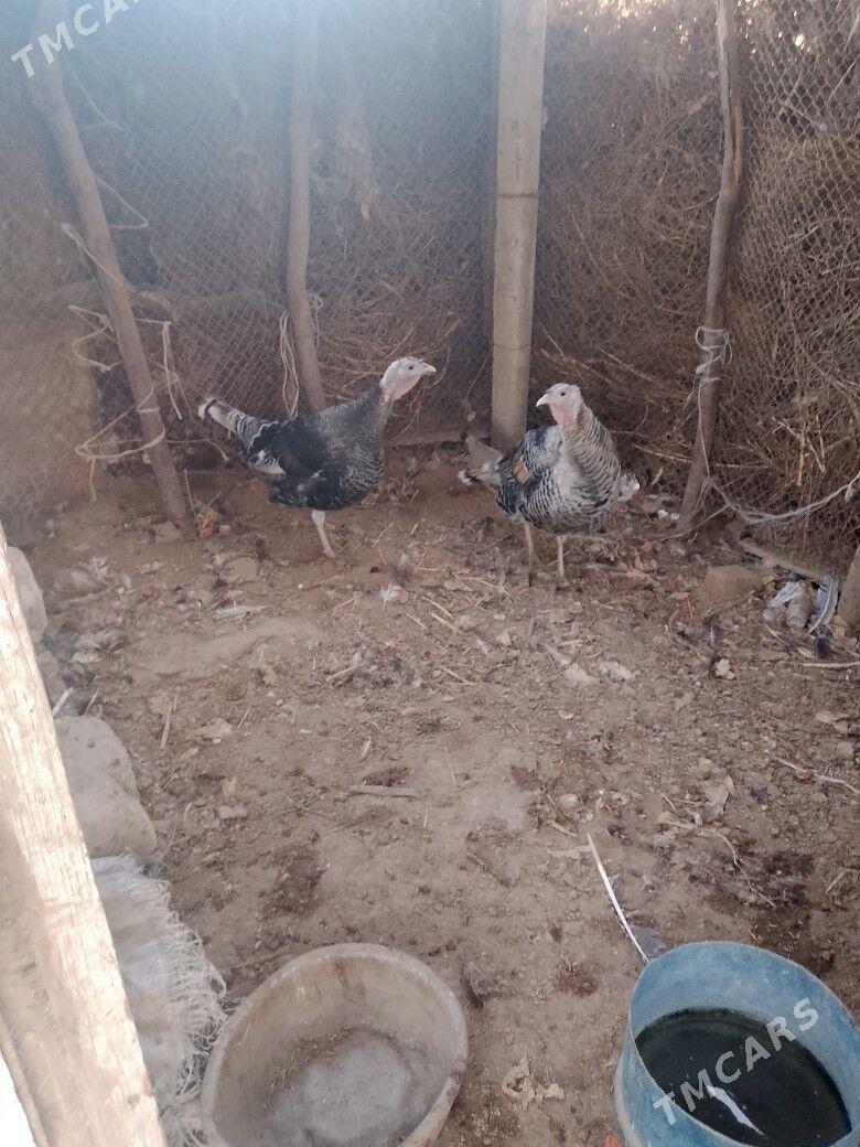 induk - Bäherden - img 5