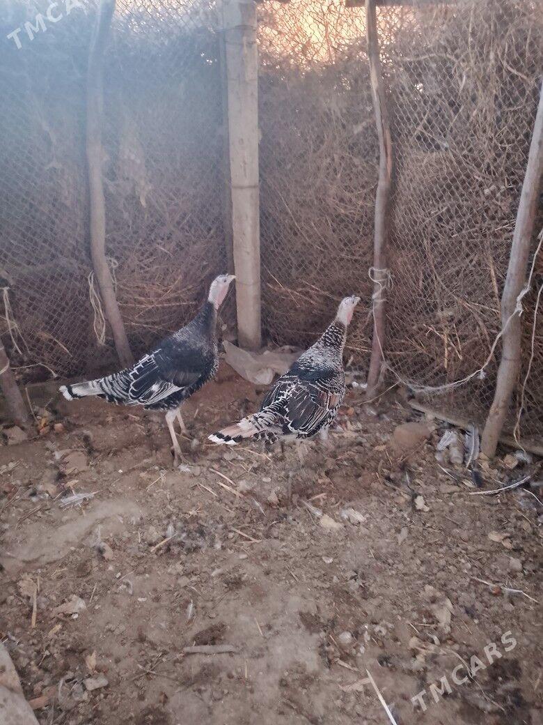 induk - Bäherden - img 2