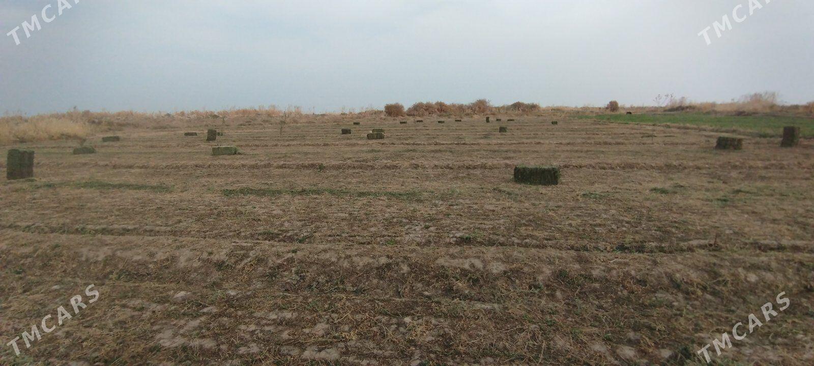 yorunja kip - Серахс - img 1