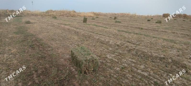 yorunja kip - Серахс - img 2