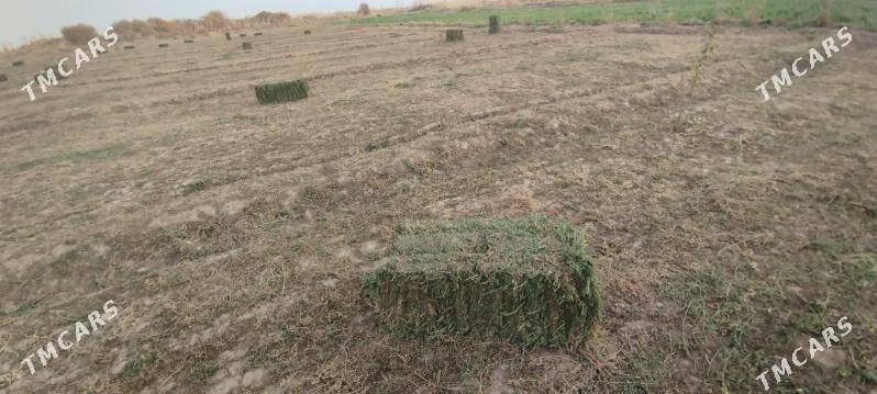 yorunja kip - Серахс - img 3